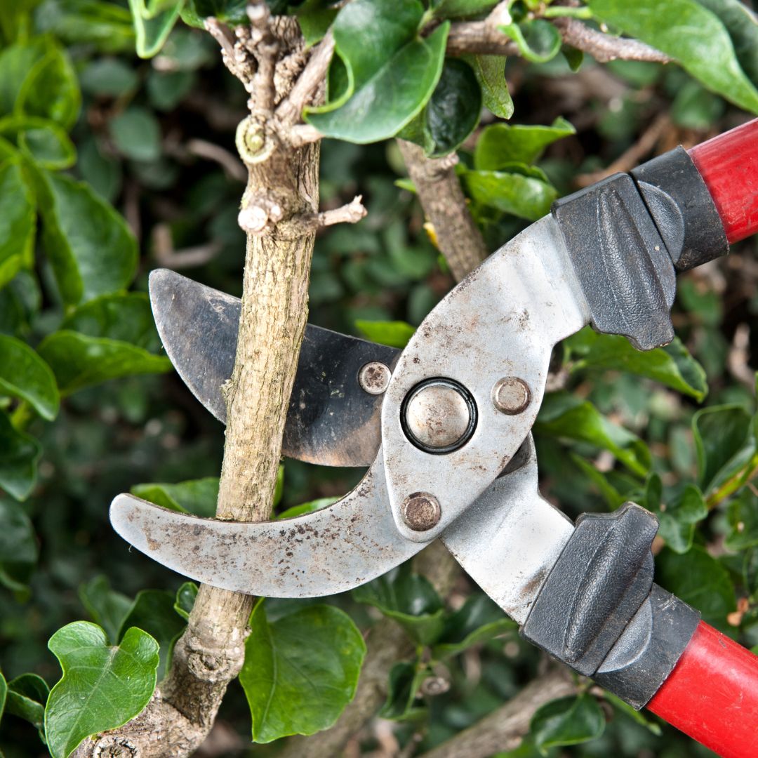 Pruning 101