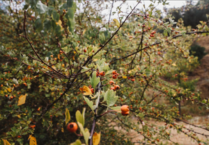 Fruit Trees & Small Fruits