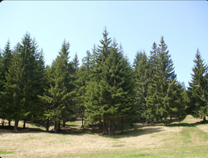 Trees & Evergreens