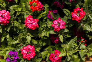 Shrubs & Vines