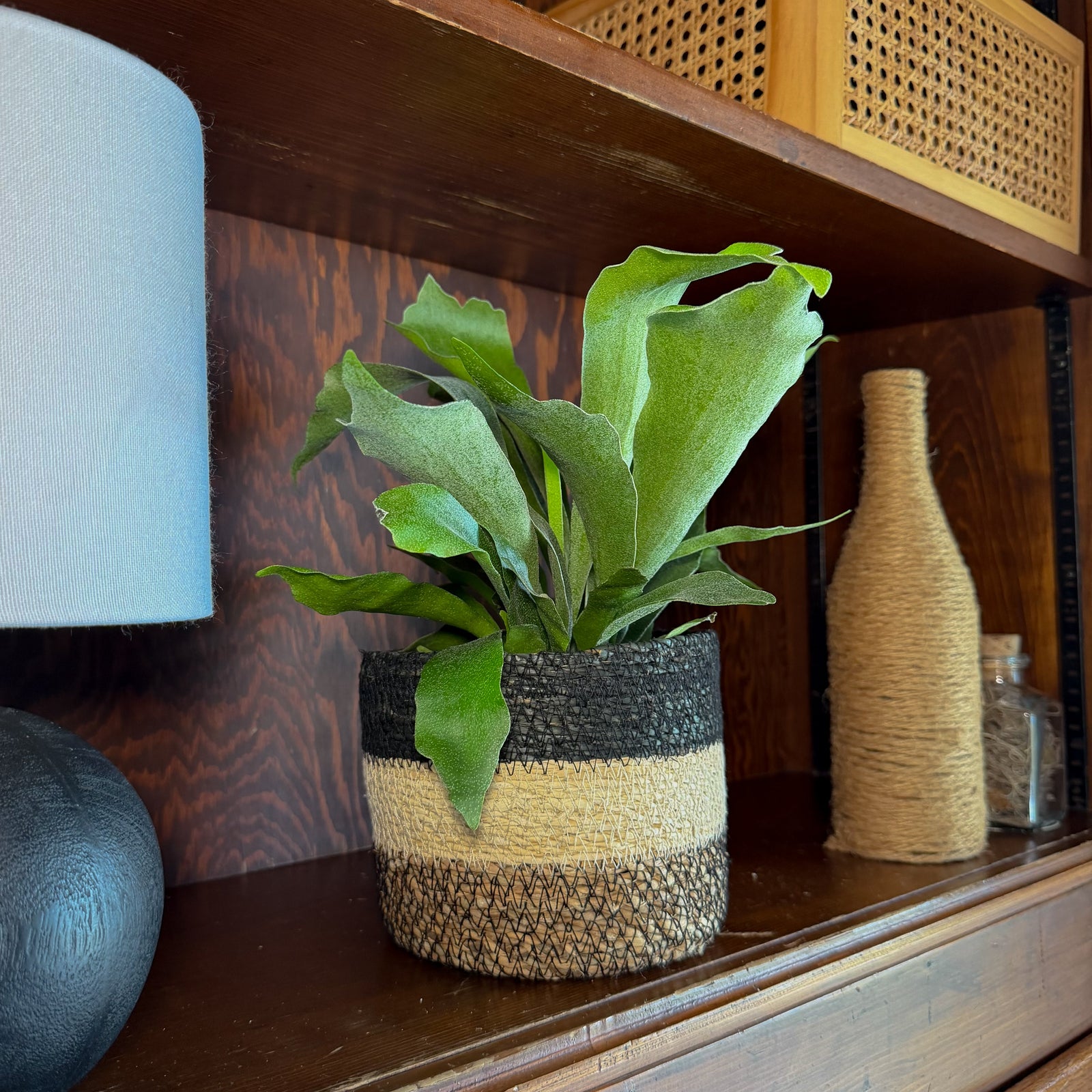 Houseplants
