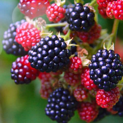 Blackberry