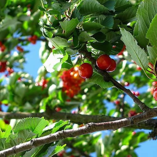 Cherry