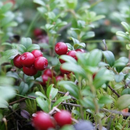 Cranberry