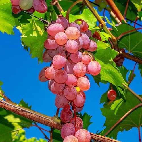 Grape