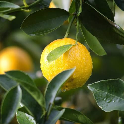 Lemon
