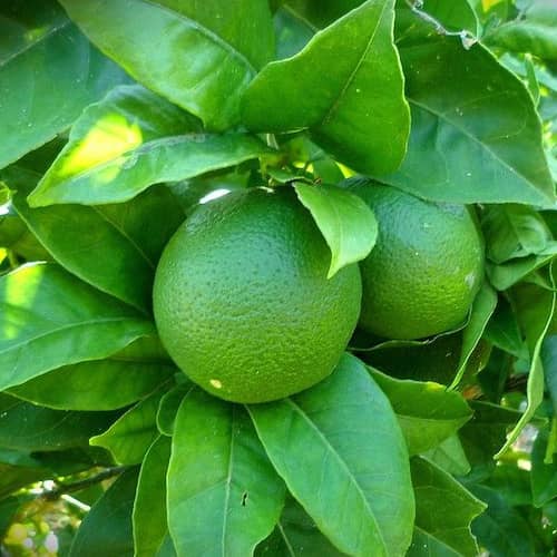 Lime