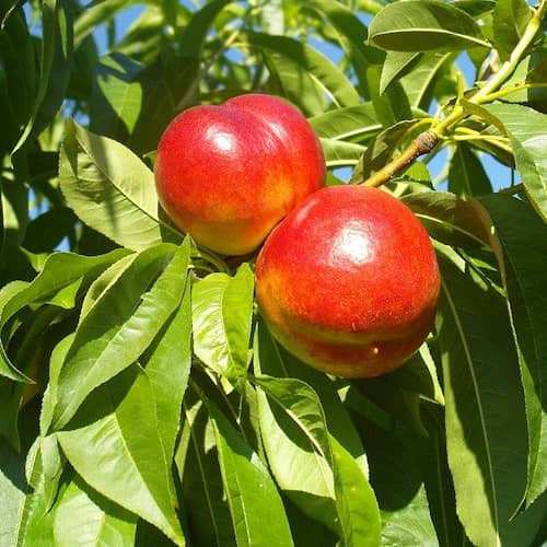 Nectarine