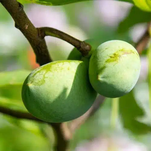 Paw Paw