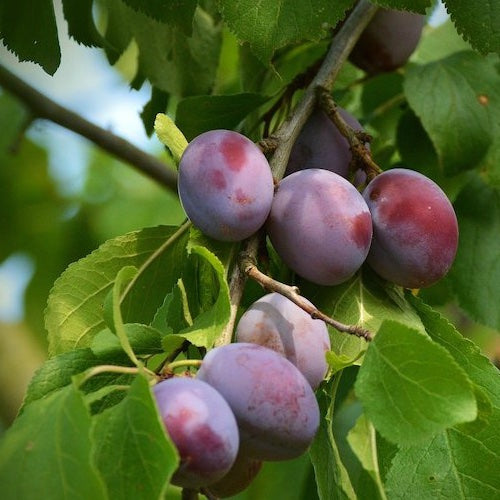 Plum