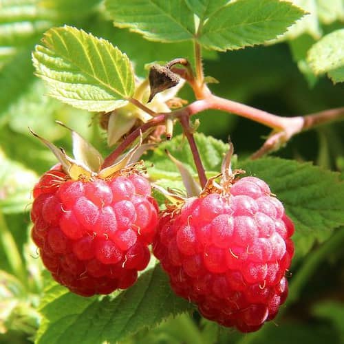Raspberry