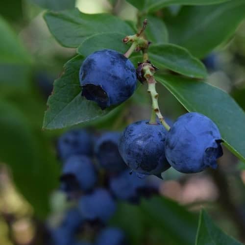 Blueberry
