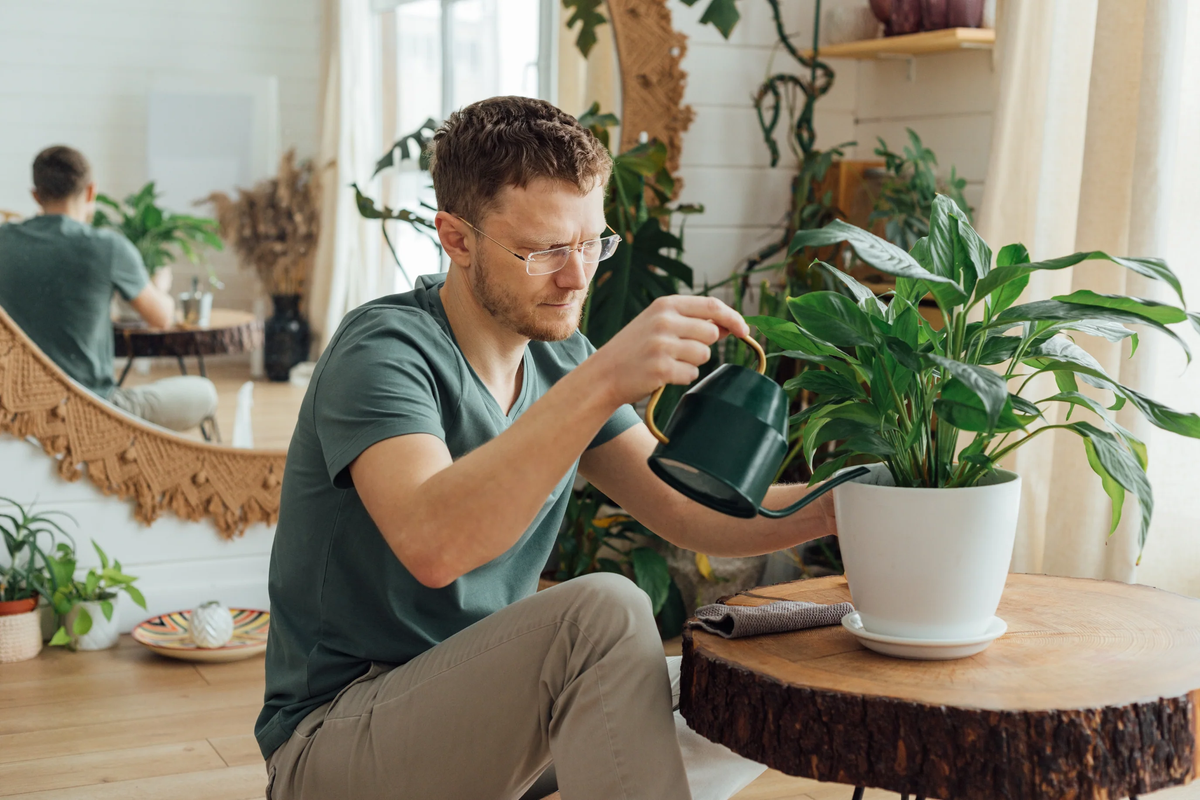 Rentals & Registry