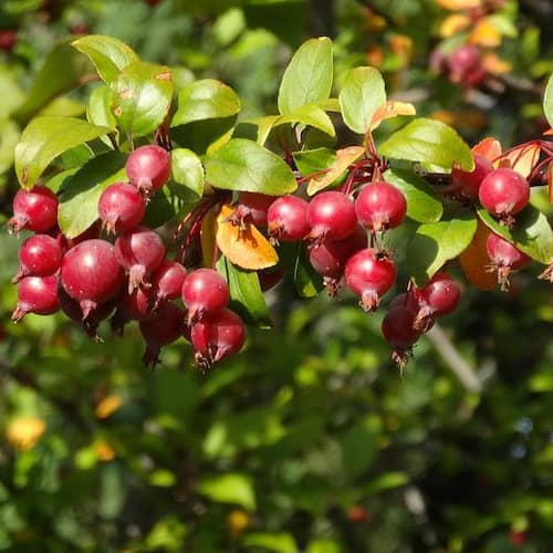 Crabapple