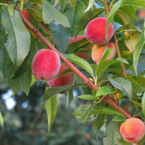 Peach
