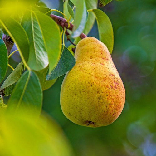 Pear