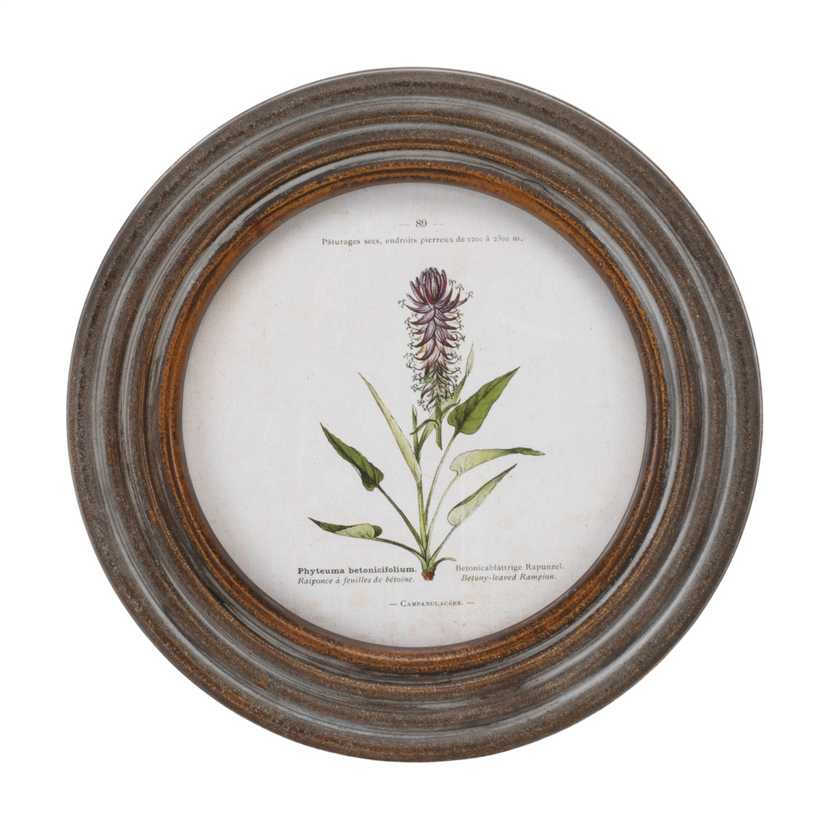 Round Framed Floral Print (Set of 6)