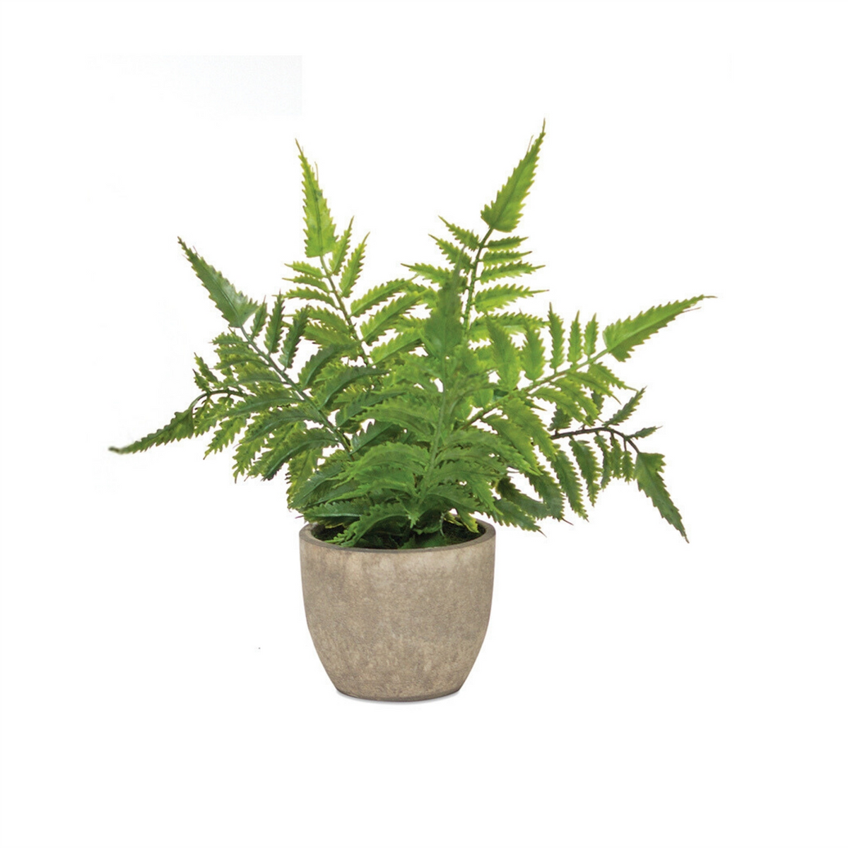 Assorted Fern Plant in Grey Pot (Set of 3)