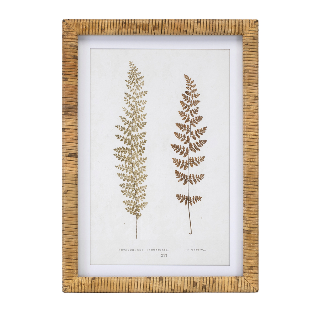 Wood Framed Fern Print (Set of 4)