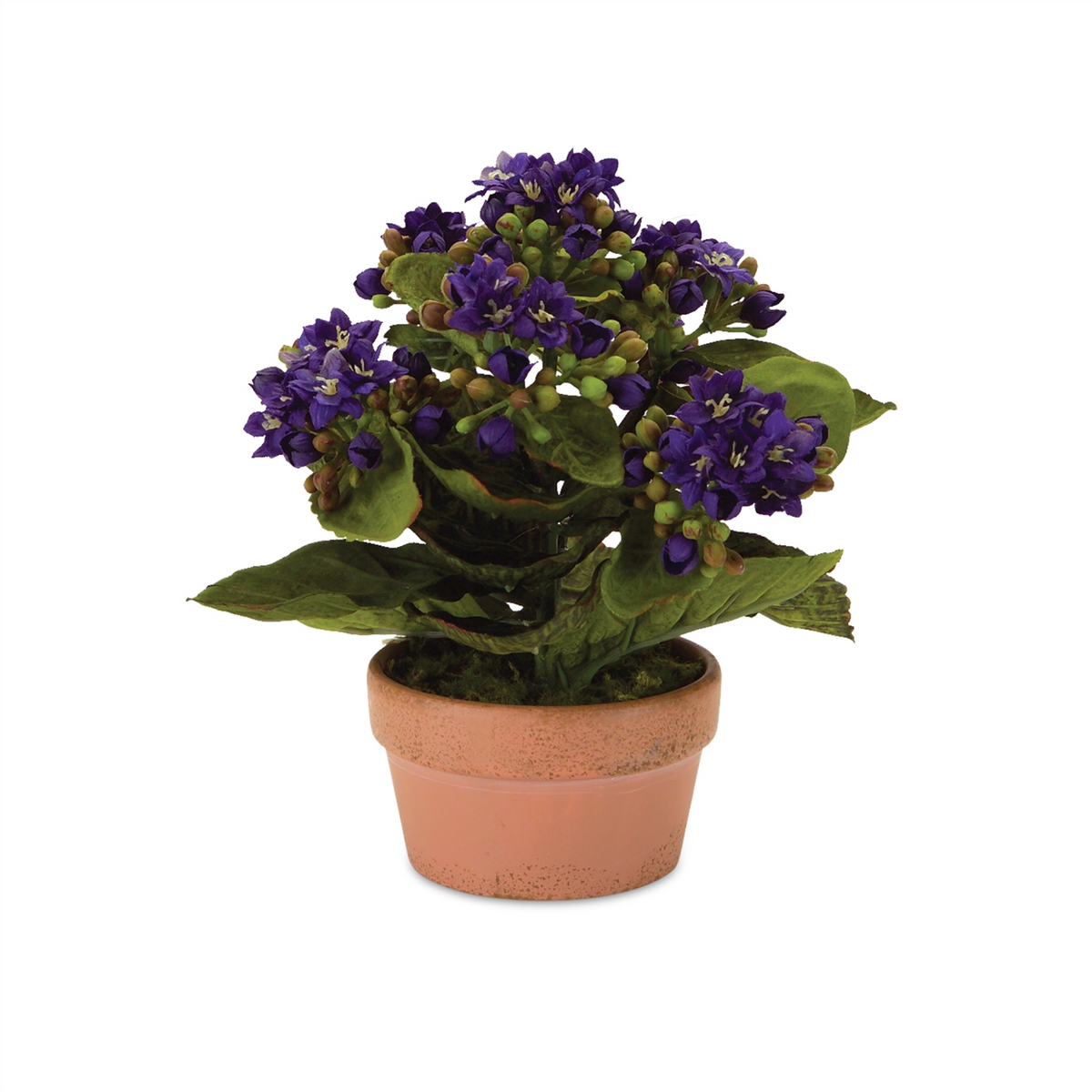 Assorted Kalanchoe Flower in Terra Cotta (Set of 4)