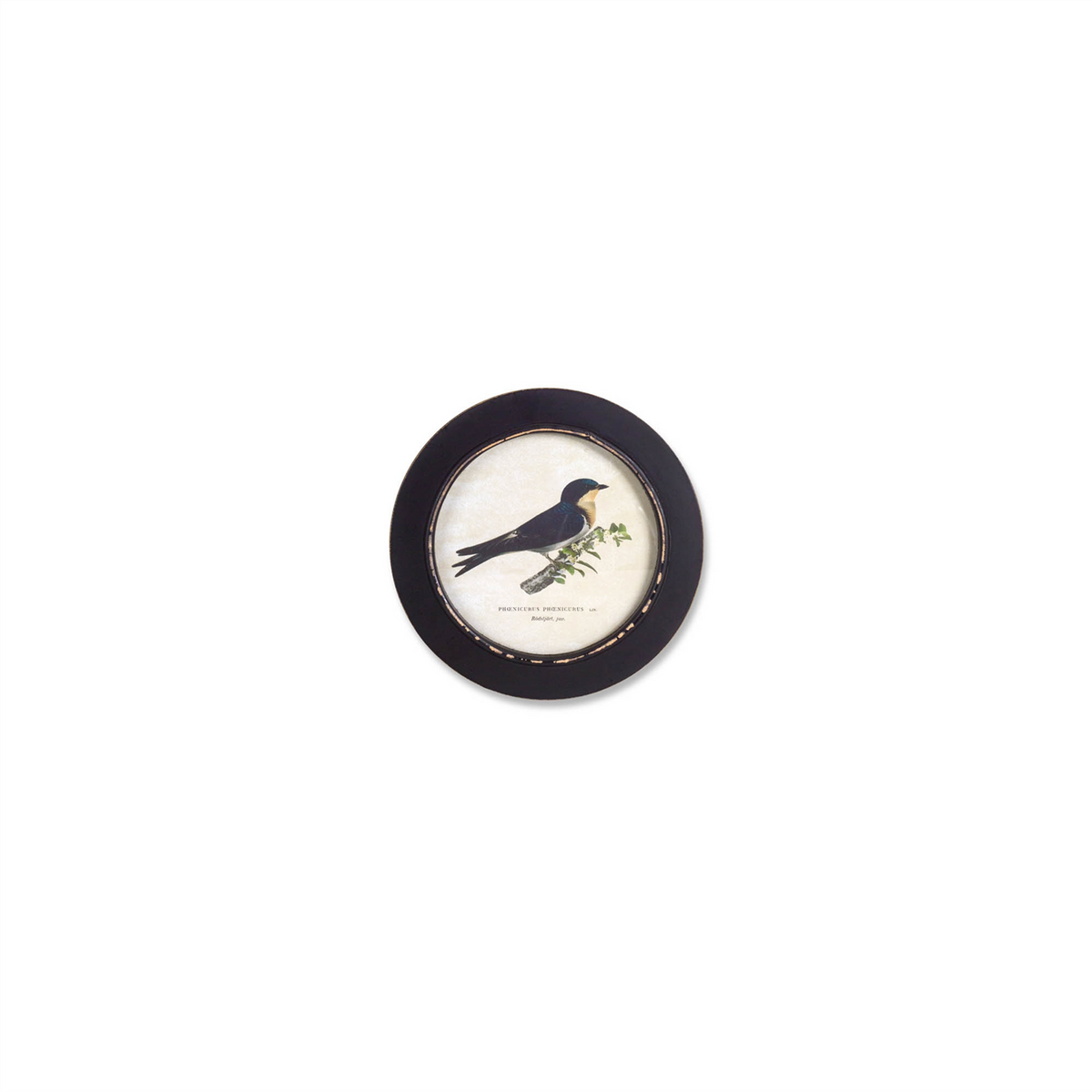 Wood Framed Encyclopedia Bird Print (Set of 3)