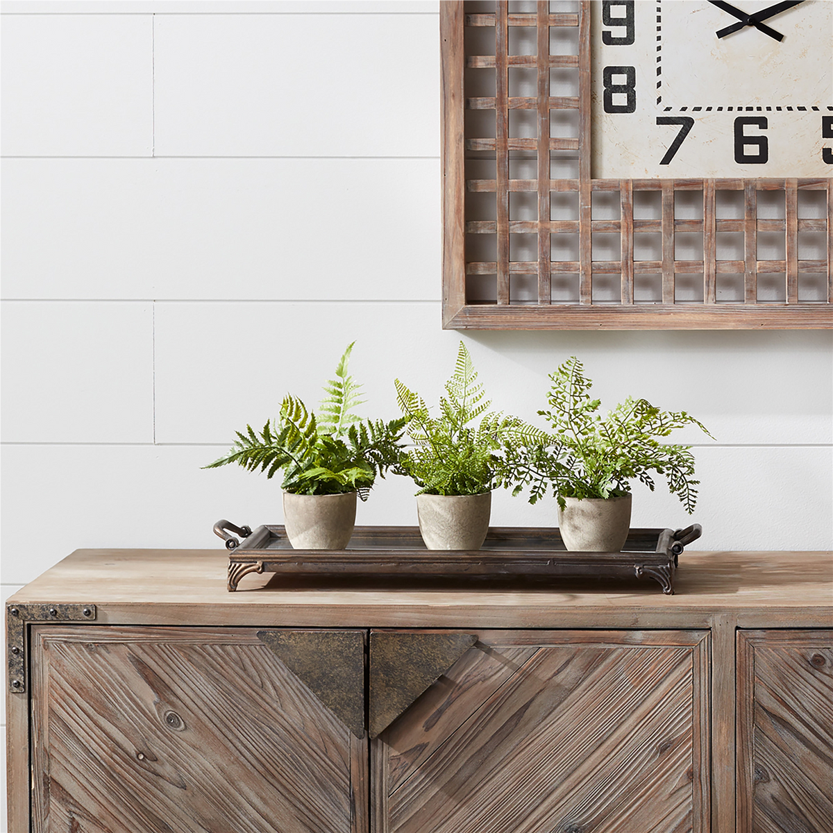 Assorted Fern Plant in Grey Pot (Set of 3)