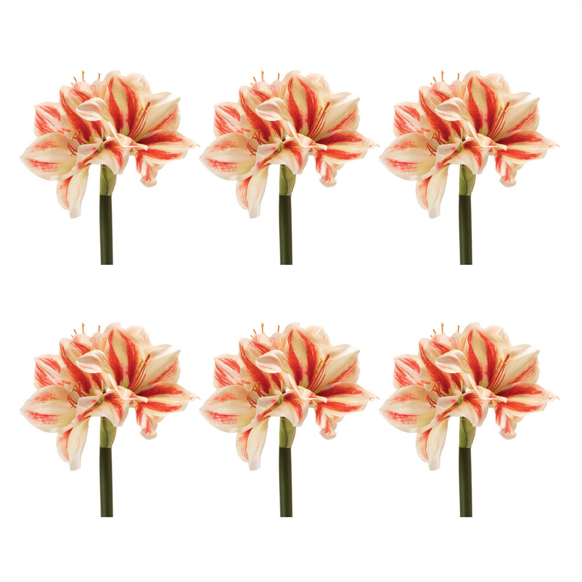 Amaryllis (Set of 6) 17.5”H Polyester
