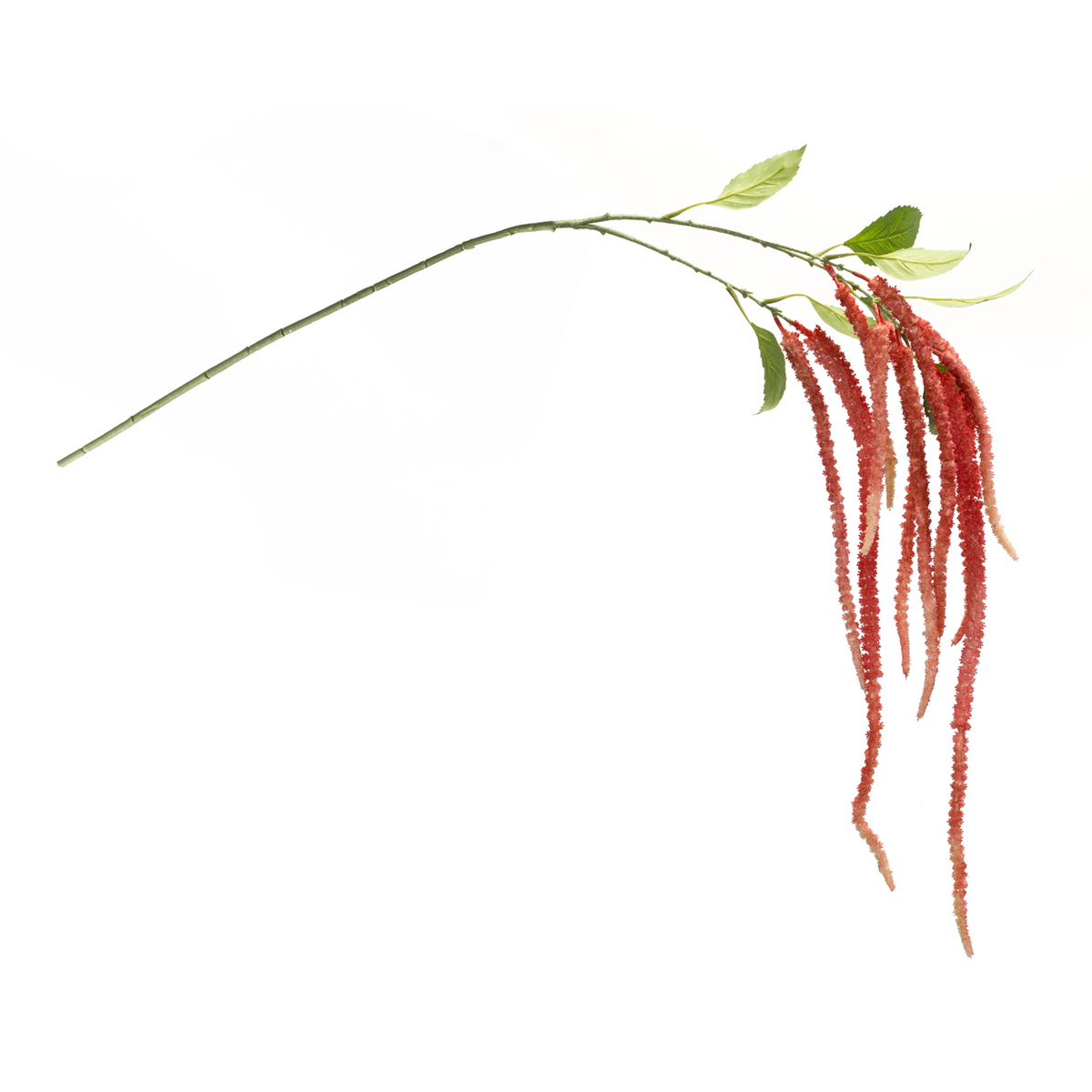 Amaranthus Stem (Set of 4) 53.25”H Plastic/Polyester