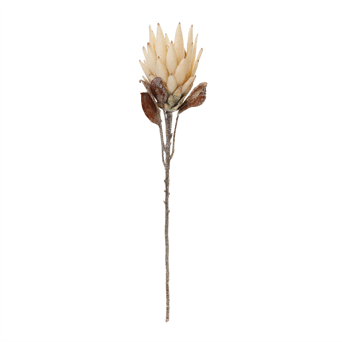 Beige Protea Flower Stem (Set of 2)