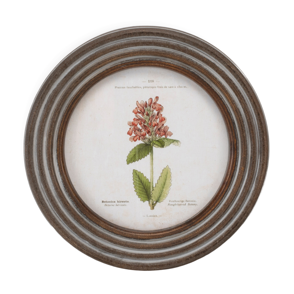 Round Framed Floral Print (Set of 6)