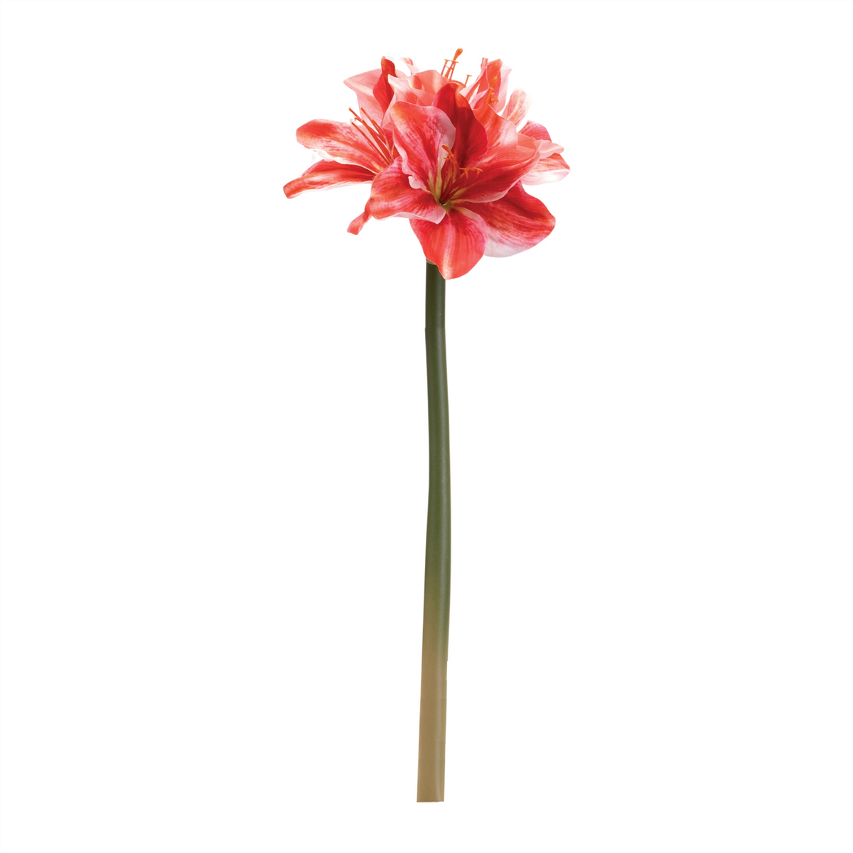 Amaryllis Flower Stem (Set of 6)