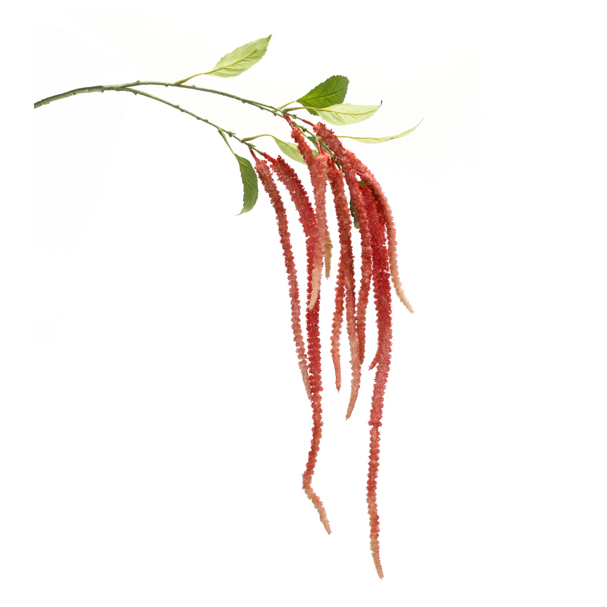 Amaranthus Stem (Set of 4) 53.25”H Plastic/Polyester