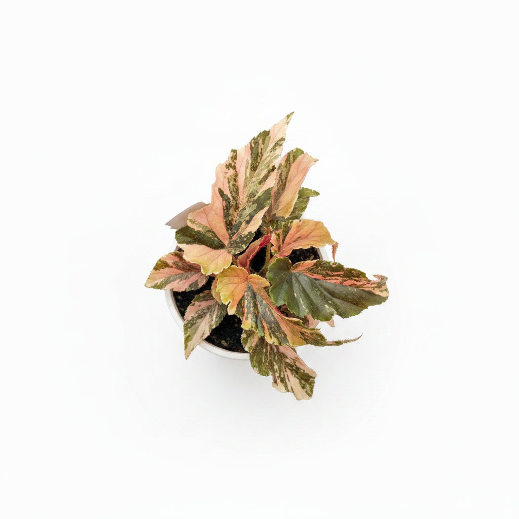 Begonia Ginny Galaxy 9cm Ceramic Kit