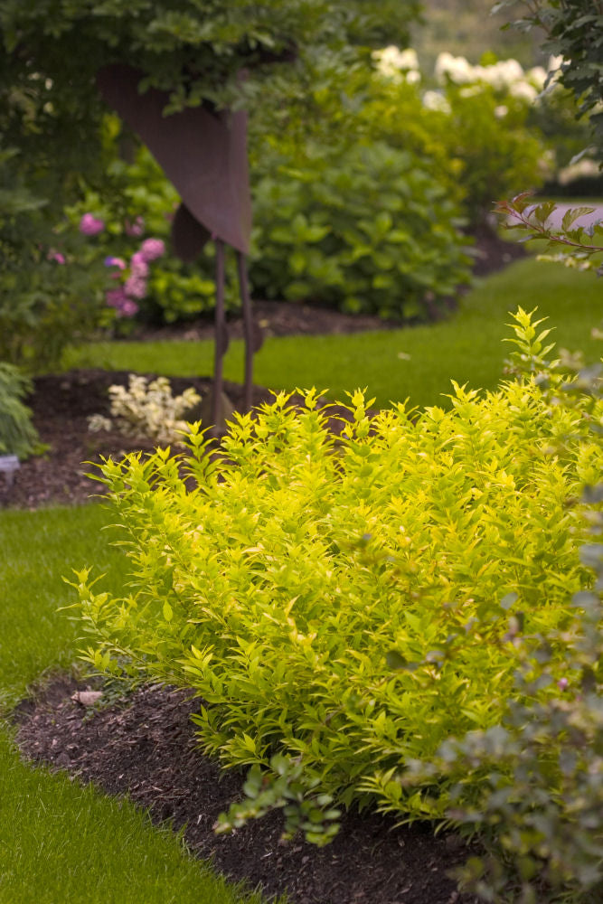 Chardonnay Pearls® Deutzia (Deutzia gracilis 'Chardonnay Pearls') - 1 gallon 8"