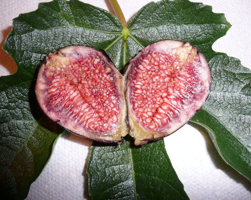 ‘Violet De Bordeaux’ Fig (Ficus carica 'Violet De Bordeaux') - 3 gallon 12"