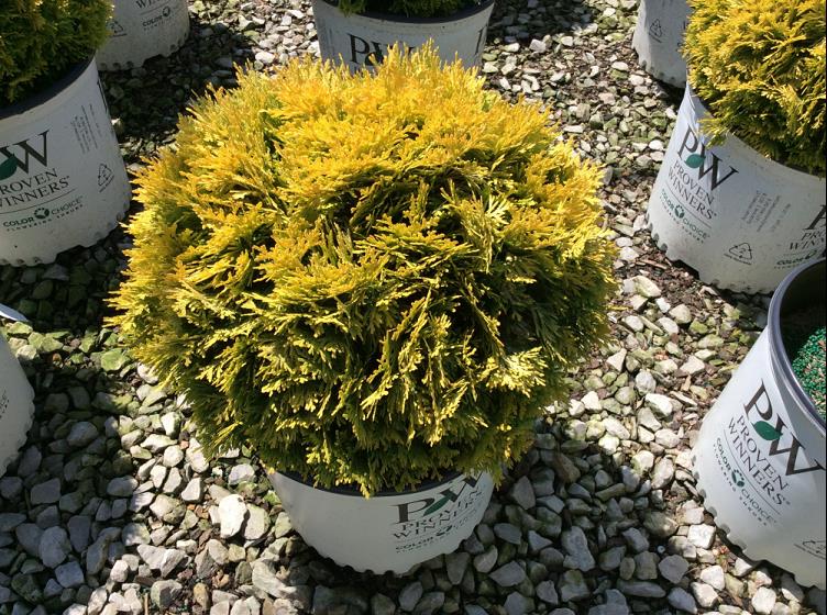 Anna's Magic Ball® Arborvitae (Thuja occidentalis 'Annas Magic Ball') - QT