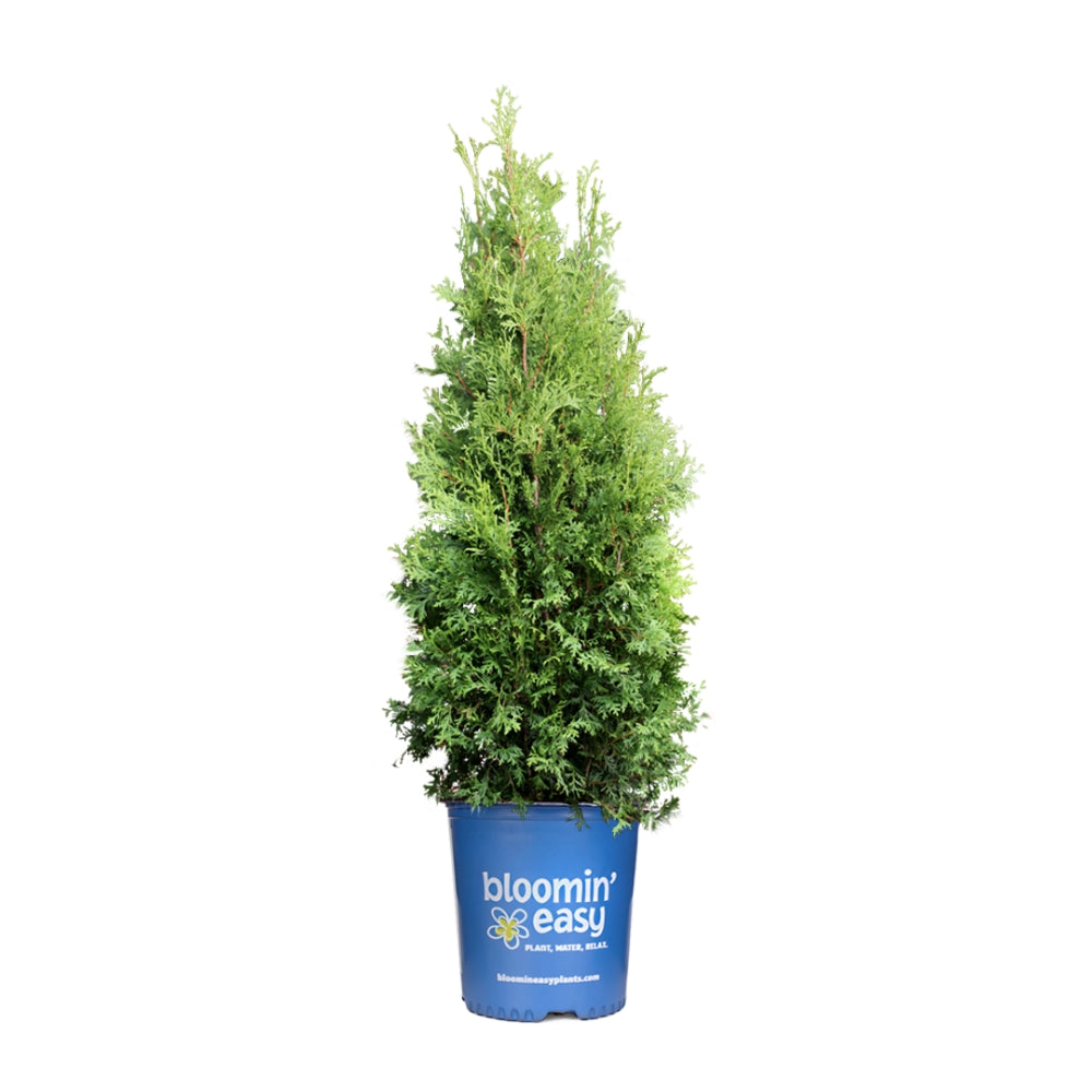 Private Jet™ Arborvitae (Thuja occidentalis Private Jet  'King of Brabant') - 2 gallon 36"