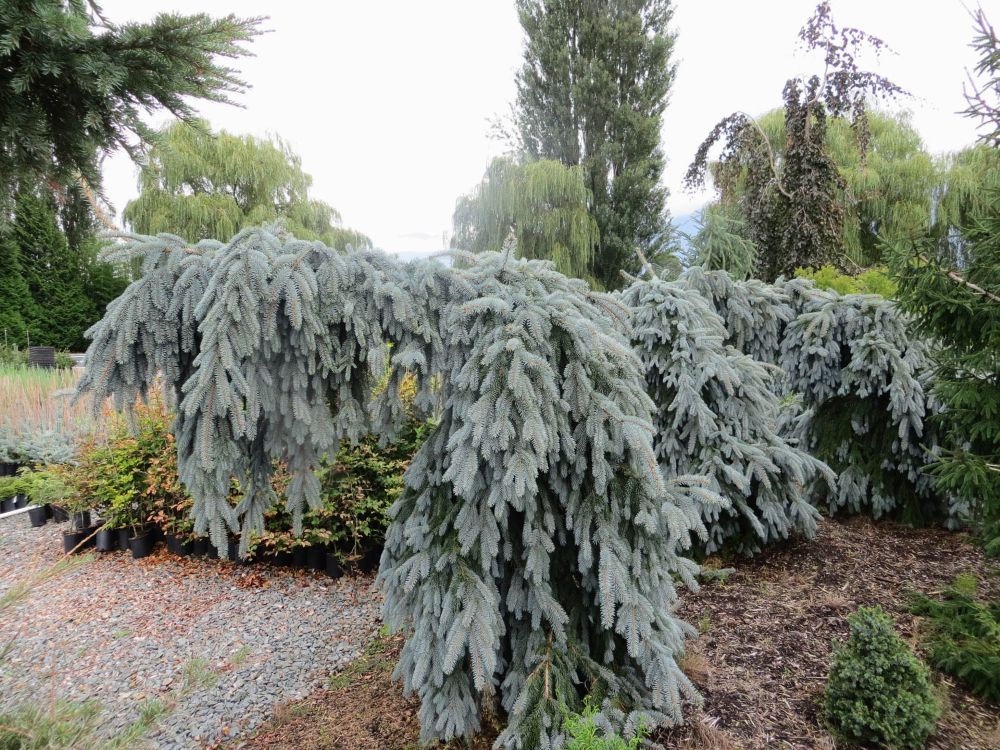 ‘The Blues’ Weeping Colorado Blue Spruce (Picea pungens 'The Blues' ) - 1 gallon