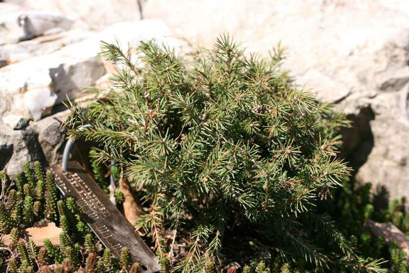 ‘Echiniformis’ Hedgehog White Spruce (Picea glauca 'Echiniformis') - QT