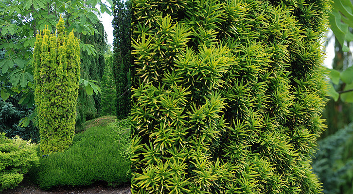 ‘Standishii’ English Yew (Taxus baccata 'Standishii') - QT