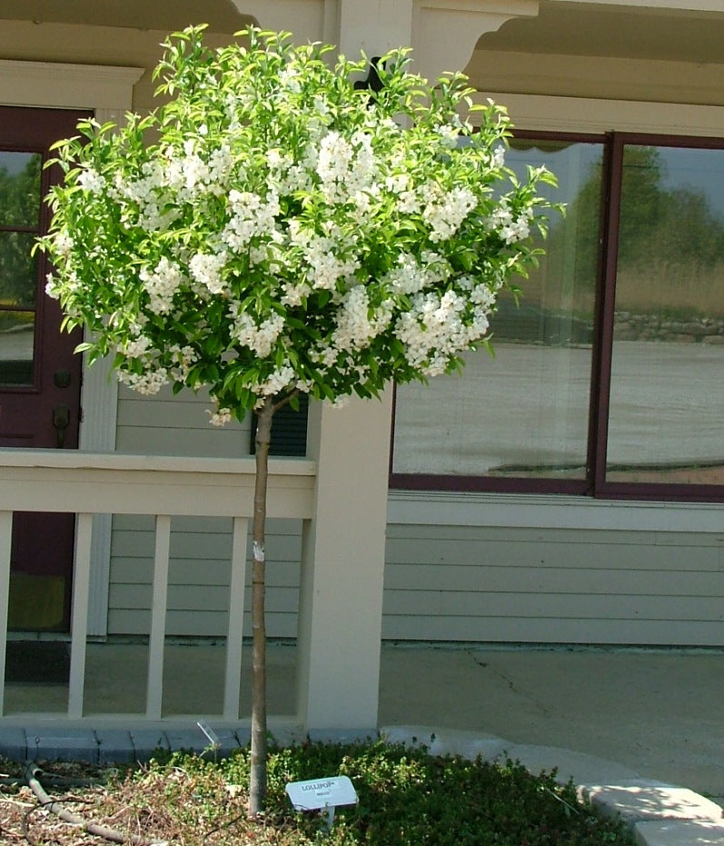 Lollipop® Crabapple (Malus ‘Lollipop' (Lollizam)) - 2 gallon TREE