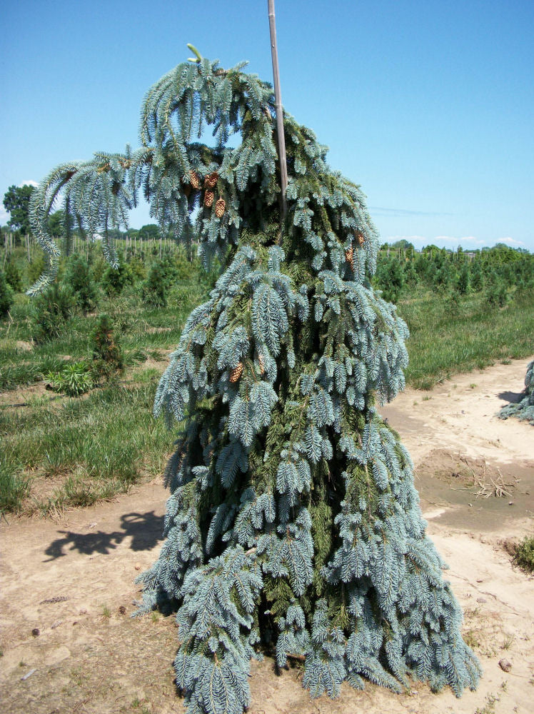 Weeping White Spruce (Picea glauca 'Pendula') - 1 gallon