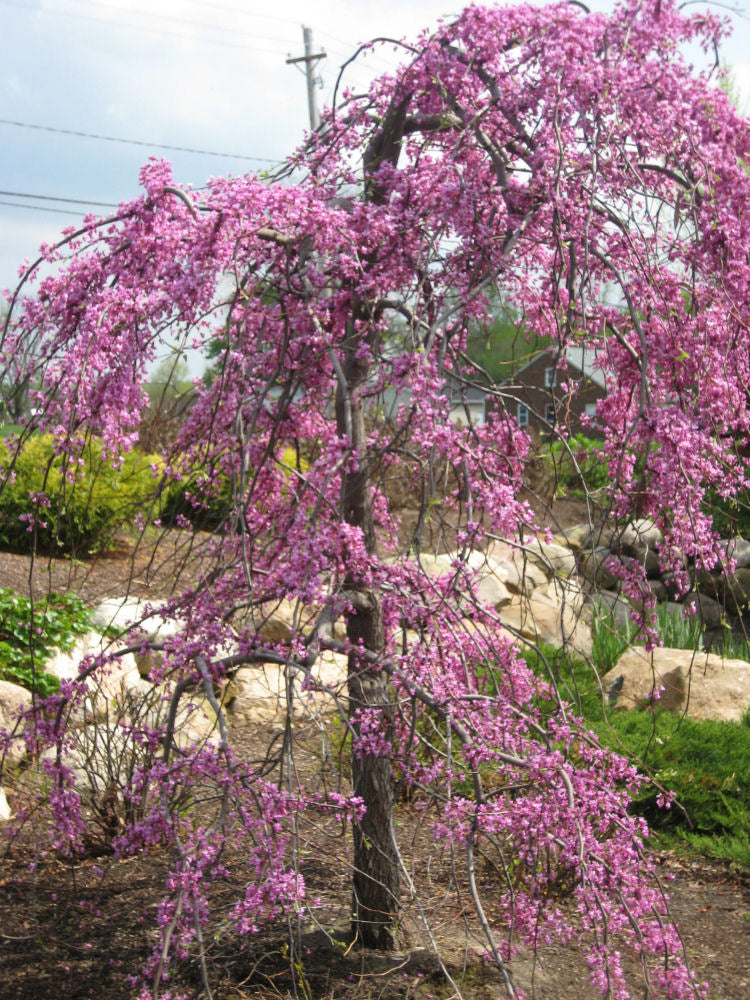 Lavender Twist™ Weeping Redbud (Cercis canadensis 'Covey') - 2 gallon