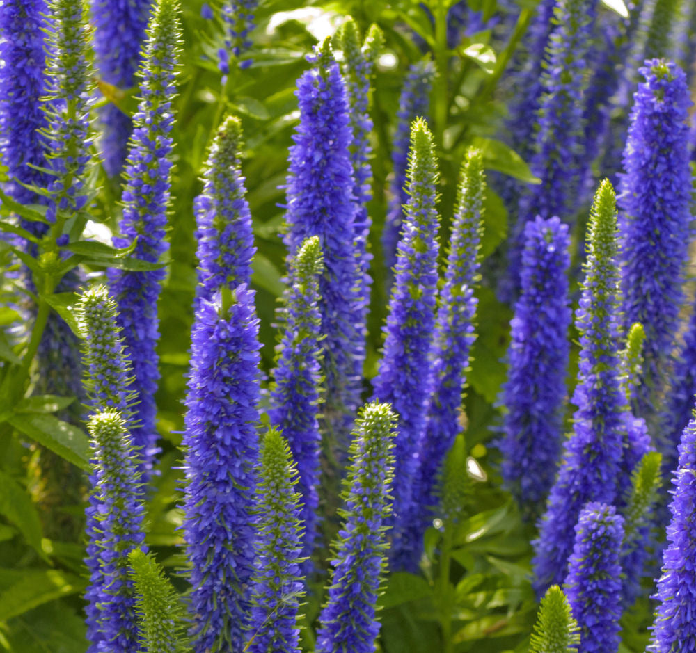 Royal Candles® Speedwell (Veronica spicata 'Royal Candles') - QT