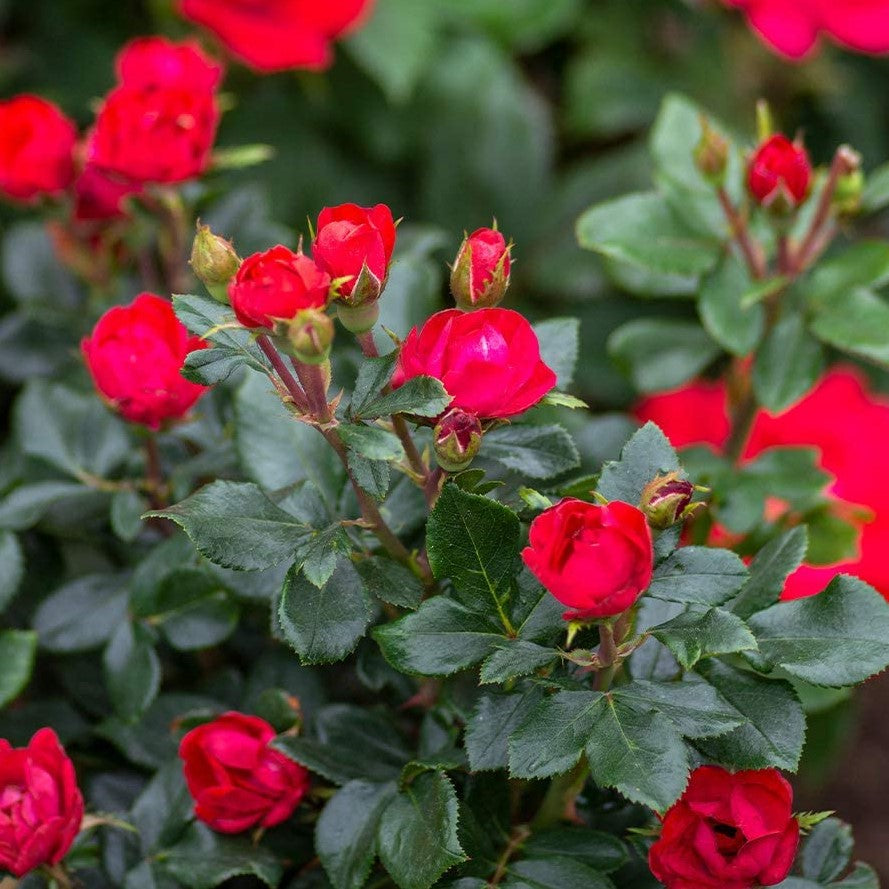 Petite Knock Out® Rose  (Rosa K.O 'Petite' (Meibenbino)) - 1 gallon