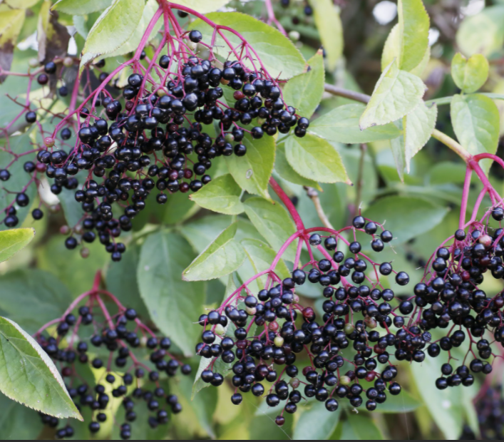 Adams Elderberry (Sambucus canadensis 'Adams') - 1 gallon