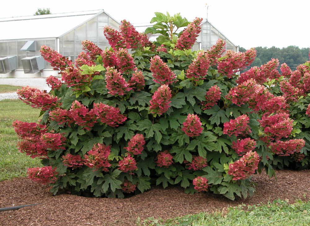 Ruby Slippers Oakleaf Hydrangea (Hydrangea quercifolia 'Ruby Slippers') - QT