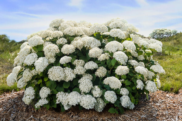 FlowerFull® Smooth Hydrangea (Hydrangea arborescens 'Flowerfull' ( 'BAIful' PP35,613)) - QT