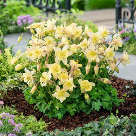 EarlyBird™ Yellow Columbine (Aquilegia 'Earlybird Yellow') - QT