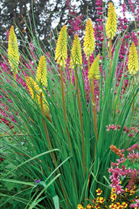 Pineapple Popsicle™ Dwarf Poker (Kniphofia 'Pineapple Popsicle') - QT